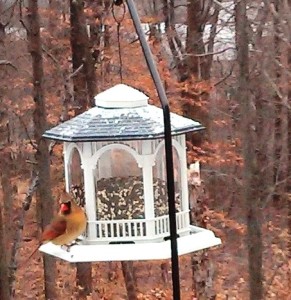 BirdFeeder2