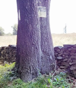 Stone Fence in Trees