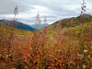 Hatcher Pass