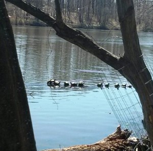 Lake Elkhorn Turtles