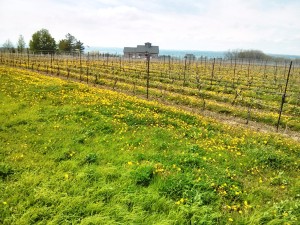 Typical Winery Retail