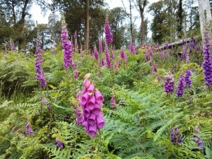 Wild Flowers