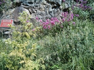 Flowers growing out of the rock at Arthur's Seat