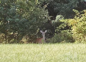 Deer - taken from our back porch yesterday