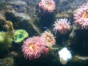 Anemone