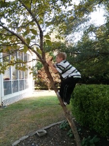 Climbing the back yard tree