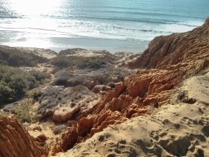 Torrey Pines