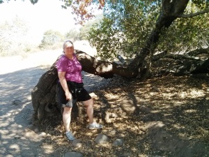 A persistant tree at Mission Trails