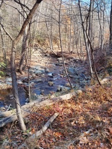 Catoctin Stream