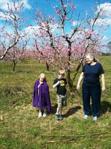 Cherry Trees at the Park