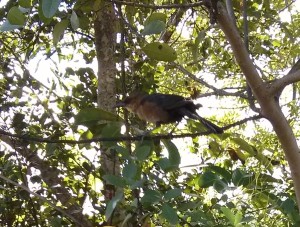 Birds at Okeeheelee Park were quite bold