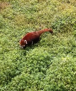 Red Panda