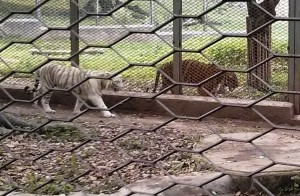 White Bengal, Asian Tigers