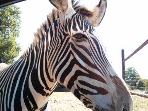 Zebra