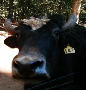 Water Buffalo