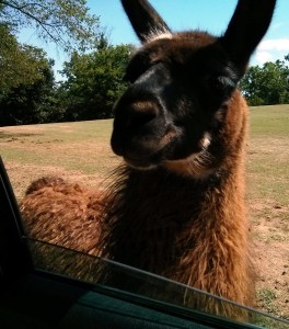 Llama