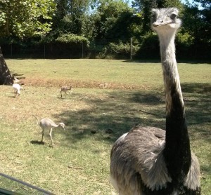 Emu and chicks