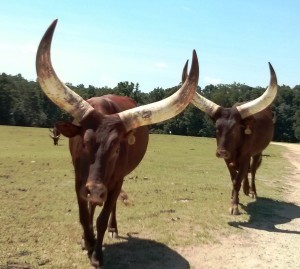 Long Horns