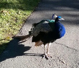 Beacon Hill Peacock