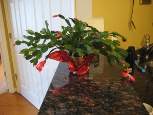 Christmas Cactus