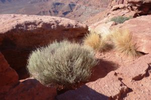 Desert Zen garden, designed by The Master Gardner