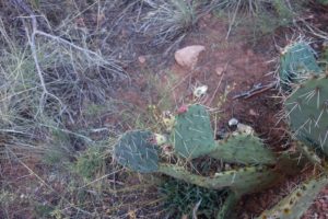 Cactus Flower at Zion Park