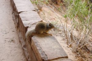 Ground squirel