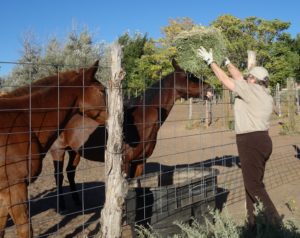 Danita feeding the horses