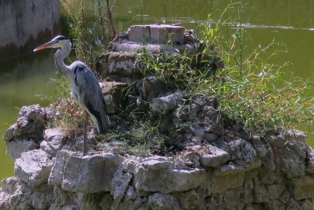 This heron stood so still it took is minutes to see it wasn't a statue.