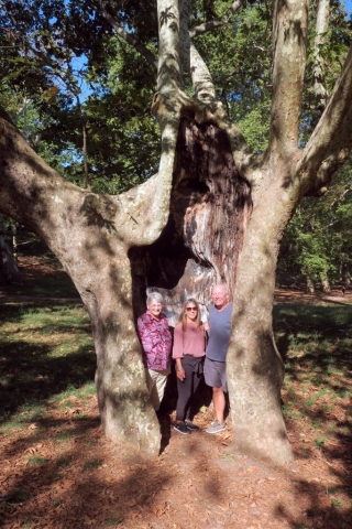 Borghese Villa Plane Tree